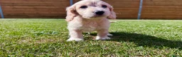 Cockapoo dogs for sale: Beautiful F1 Cockapoo Babies 🐾🐾🐾 - Advert 30
