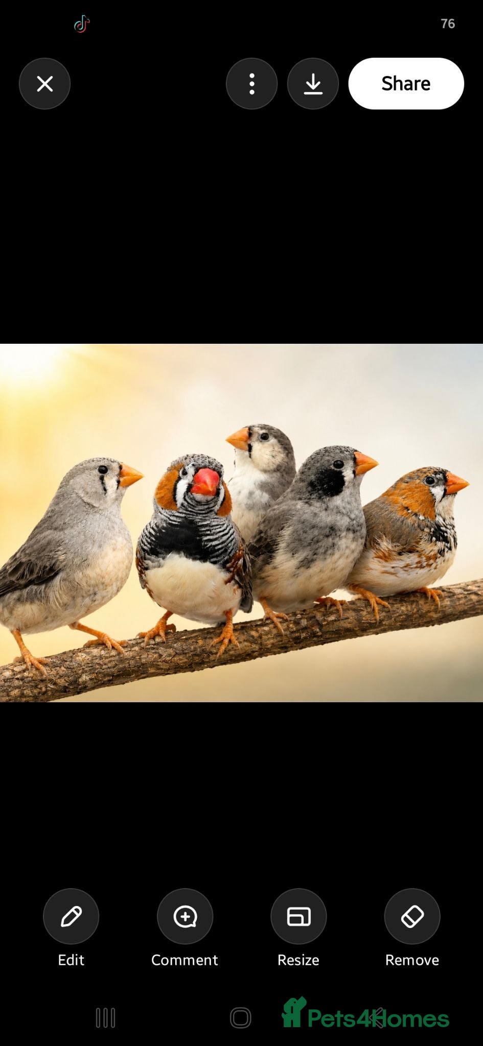 Finches birds MUTATION ZEBRA FINCHES ORANGE BREAST BLACK FACE - Advert 1