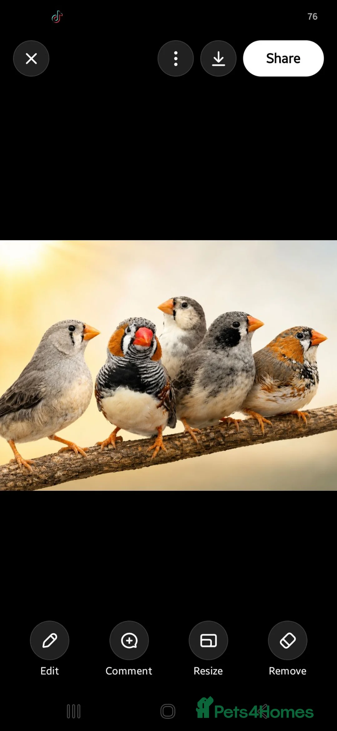 Finches birds for sale: MUTATION ZEBRA FINCHES ORANGE BREAST BLACK FACE - Advert 1