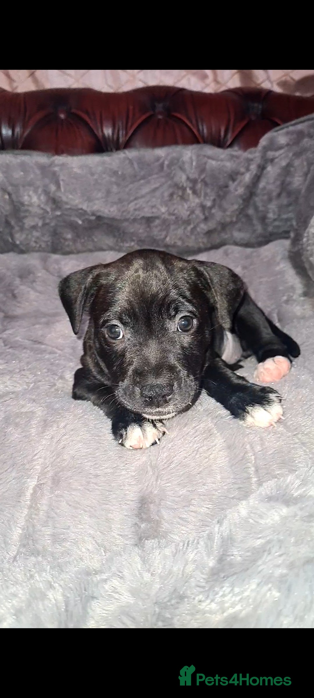 Staffordshire Bull Terrier dogs for sale: READY 7TH NOVEMBER ⭐️ 🐶 2 left ⭐️ staff pups  - Image 30