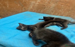 Mixed Breed cats for sale: 7 kittens looking for new home - Image 18
