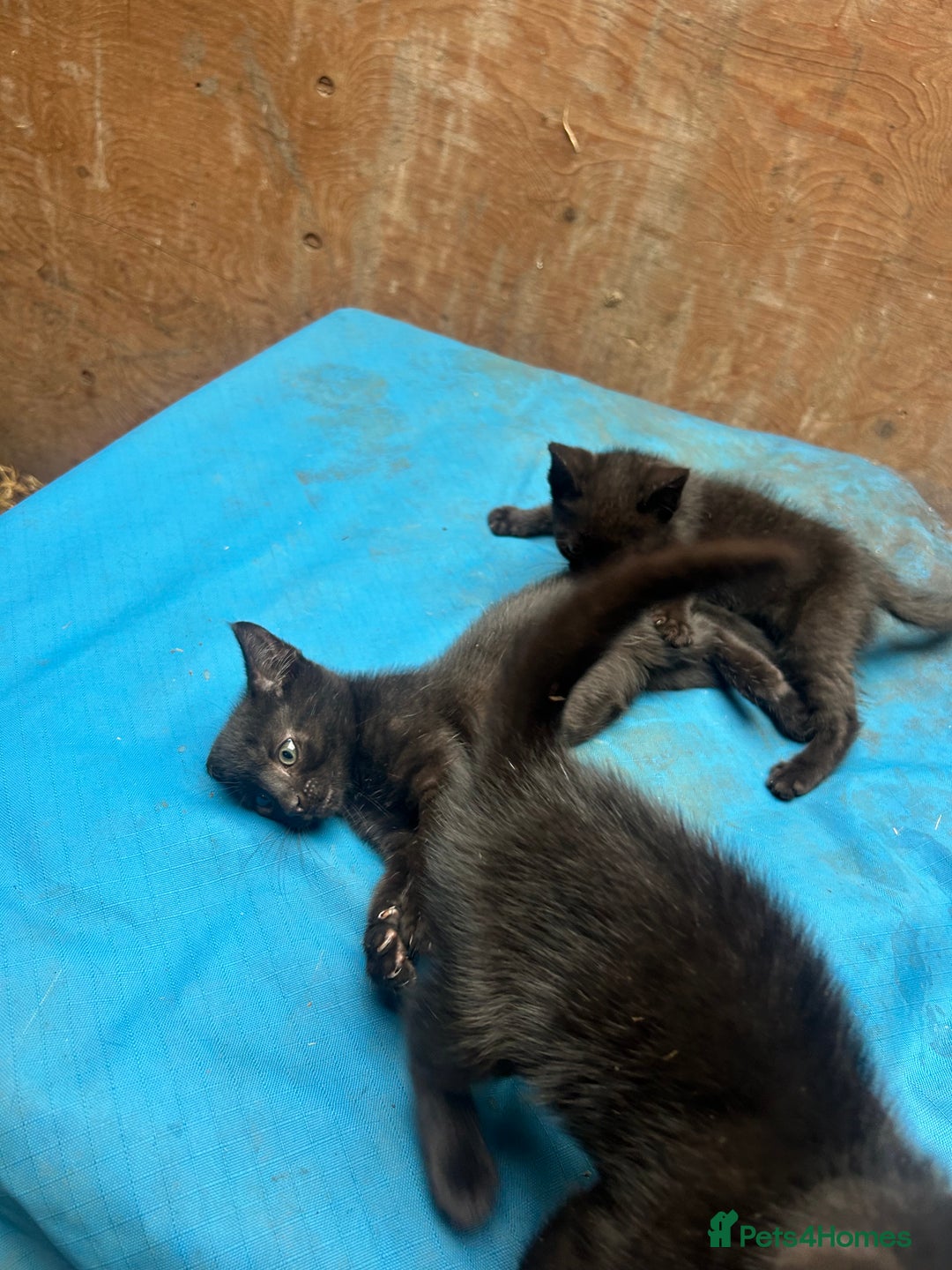 Mixed Breed cats for sale: 7 kittens looking for new home - Image 18