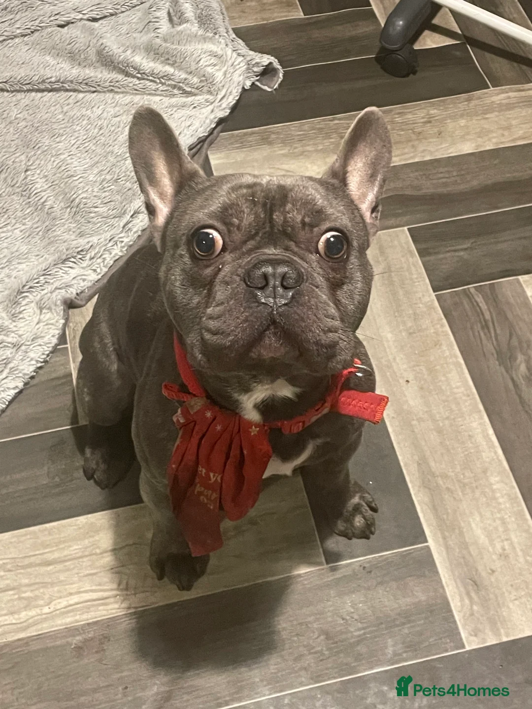 French Bulldog dogs for sale: 2 year old male French Bulldog in Rochdale - Advert 1