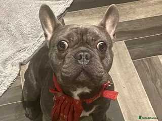 French Bulldog dogs 2 year old male French Bulldog in Rochdale - Advert 1