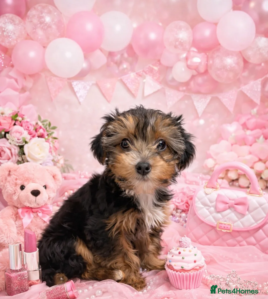Yorkshire Terrier dogs for sale: Ready now Yorkie girl  - Advert 1