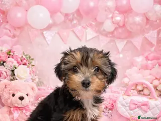 Yorkshire Terrier dogs Ready now Yorkie girl - Advert 1