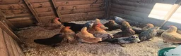 Chickens poultry for sale: POL Pekin Bantams in Swindon - Advert 3