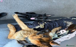 German Shepherd dogs for sale: Black female GSD 7month  - Image 5
