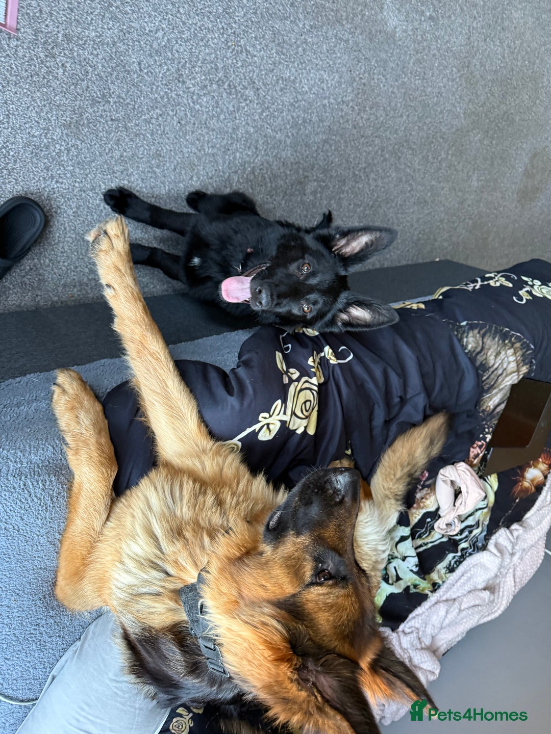 German Shepherd dogs for sale: Black female GSD 7month  - Image 5