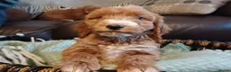 Cockapoo dogs for sale: Cockapoo puppies for sale - Advert 10