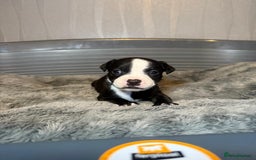 Staffordshire Bull Terrier dogs for sale: Staffordshire bull terrier puppy’s  - Image 22