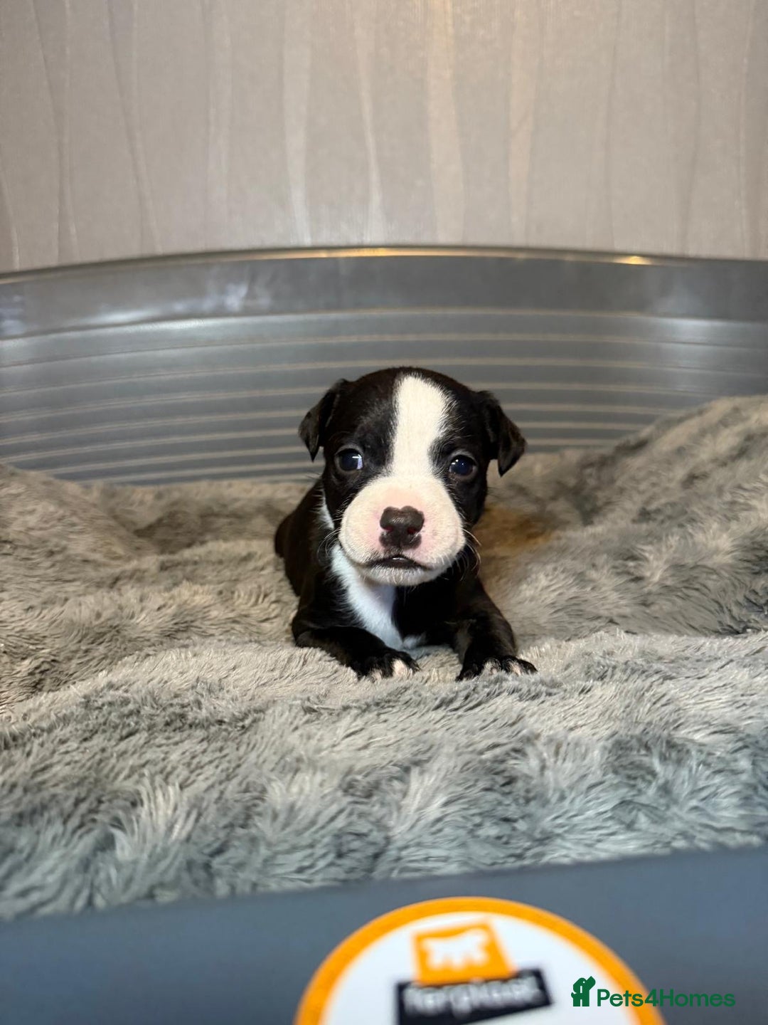 Staffordshire Bull Terrier dogs for sale: Staffordshire bull terrier puppy’s  - Image 22