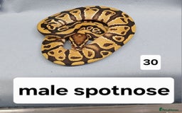 Python Snake reptiles for sale: Royal Python Morphs Males - Image 4