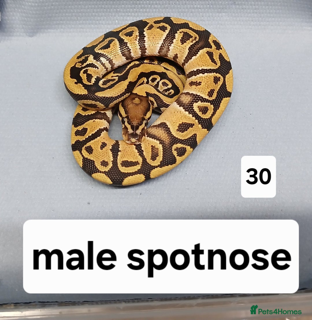 Python Snake reptiles for sale: Royal Python Morphs Males - Image 4