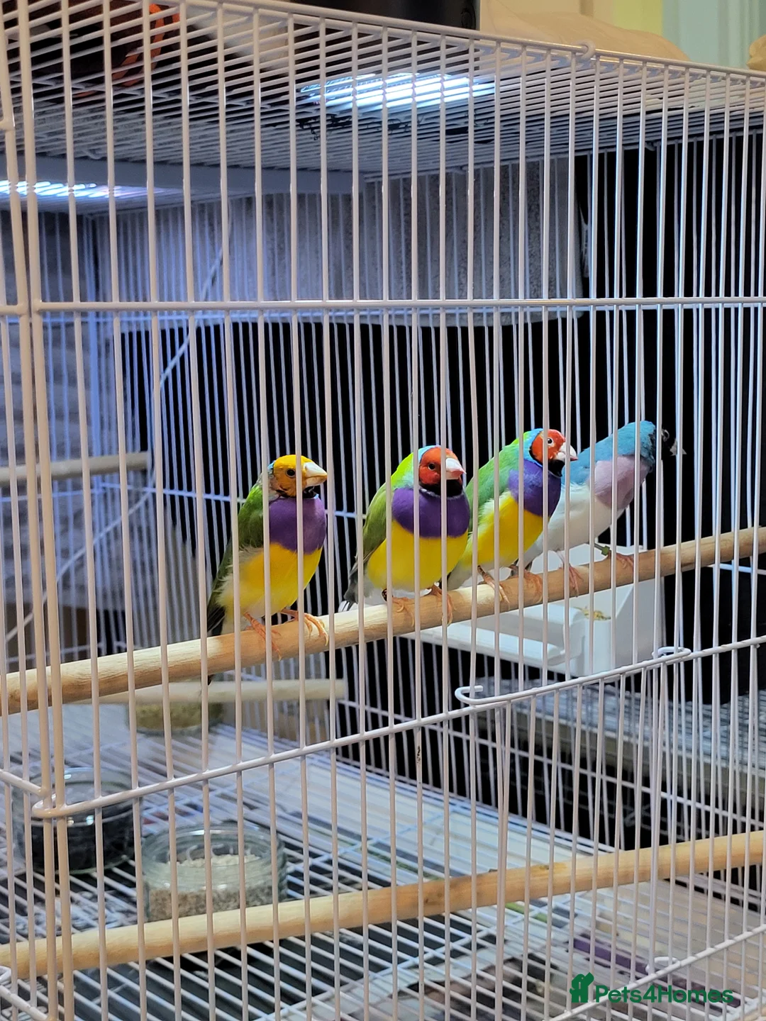 Finches birds for sale: Proven breeding pairs Gouldian finches - Advert 2