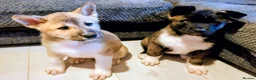 Akita dogs for sale: KC registered male/female American  akita  - Advert 7