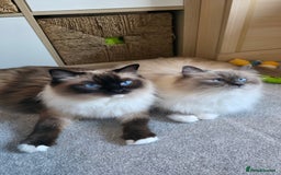 Ragdoll cats for sale: 💎 2 Exceptional Pedigree Ragdolls-young adults💎 - Image 1