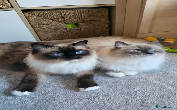 Ragdoll cats - Advert 8