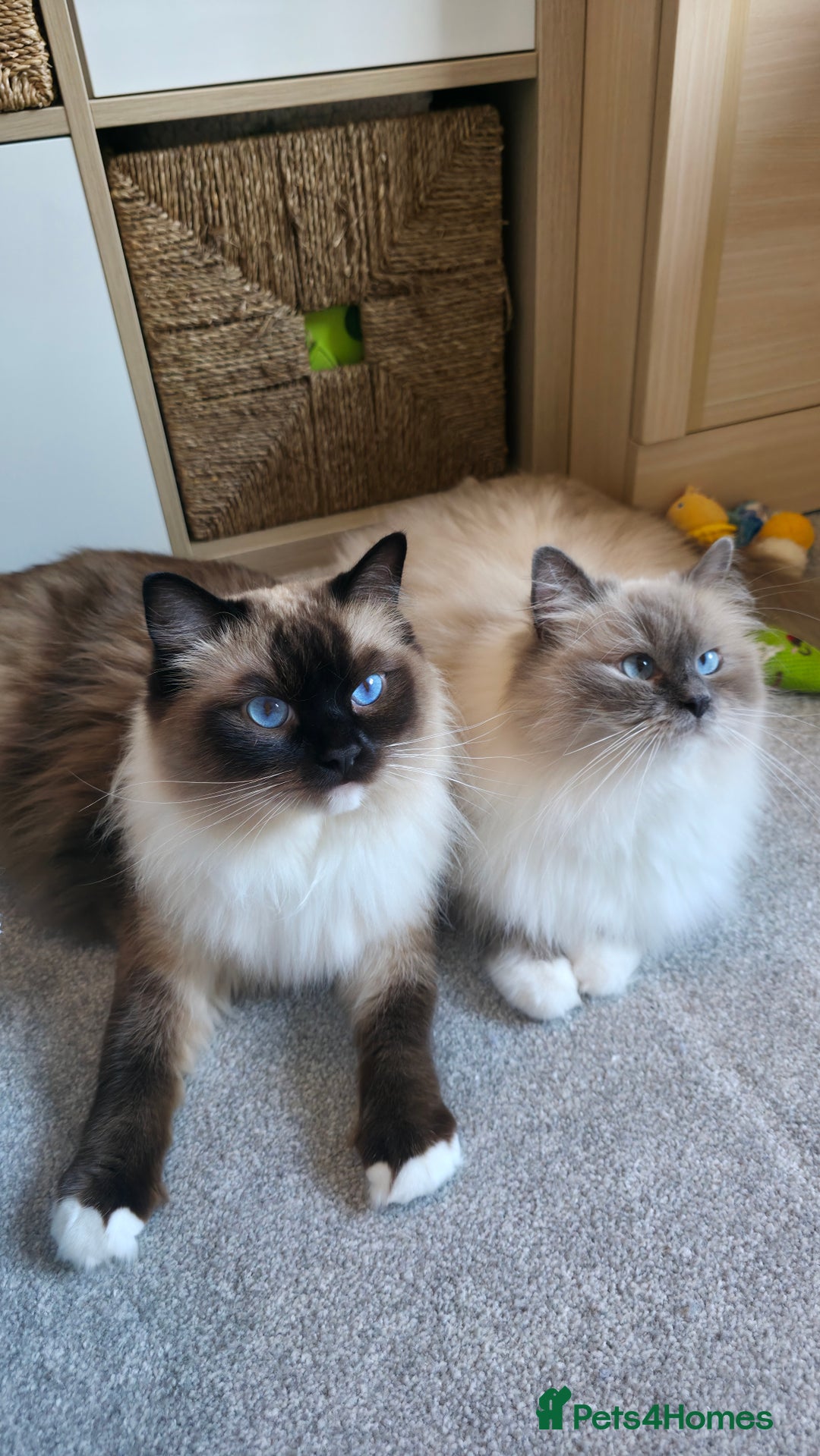 Ragdoll cats for sale: 💎 2 Exceptional Pedigree Ragdolls-young adults💎 - Image 1