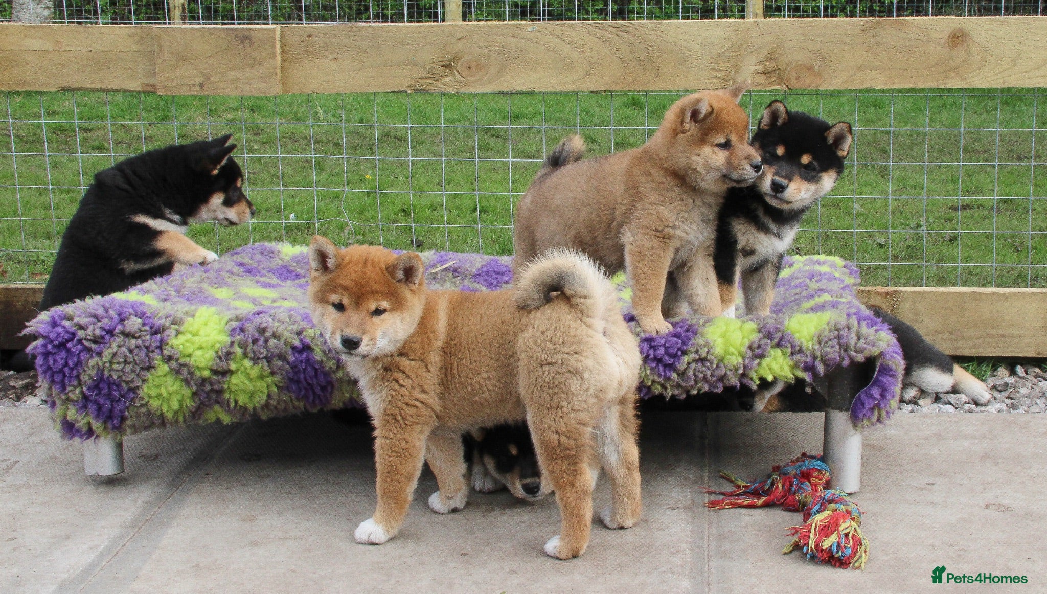 Japanese Shiba Inu dogs Outstanding original Japanese Shiba Inu puppies  - Advert 1