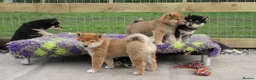 Japanese Shiba Inu dogs for sale: Outstanding original Japanese Shiba Inu puppies  - Advert 3