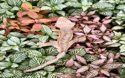 Lizard reptiles for sale: Mixture of Crested Geckos - Image 2