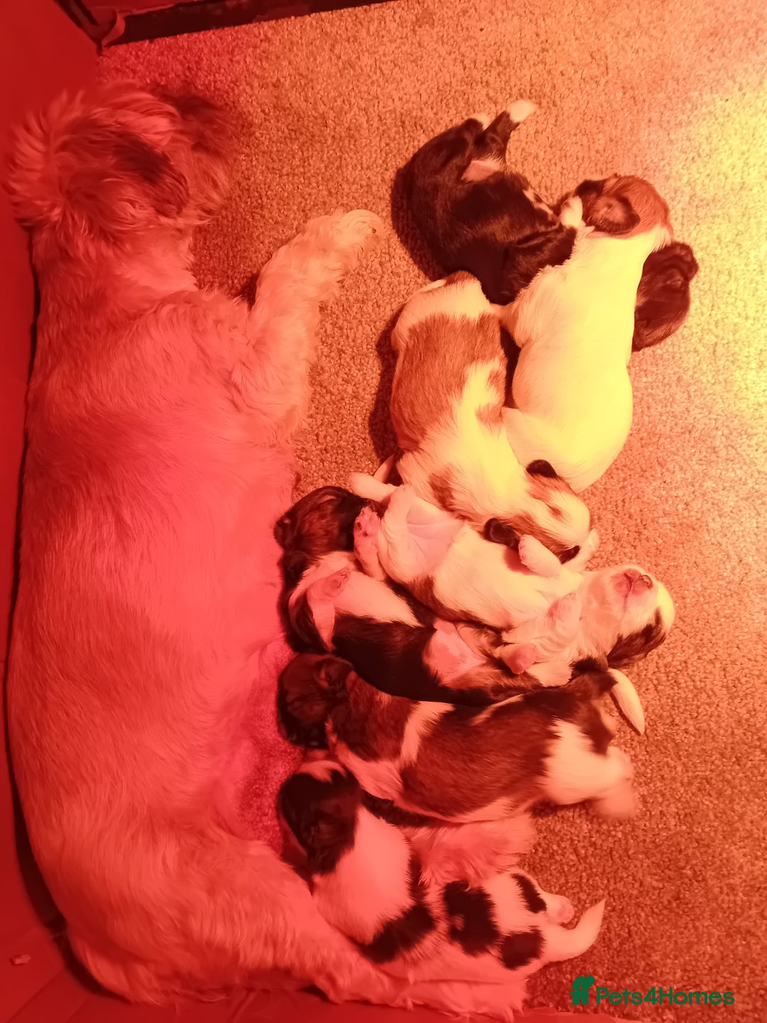 Mixed Breed dogs for sale: Lhasa apso/ shihtzu pups - Advert 5