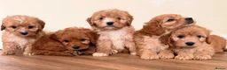 Cockapoo dogs for sale: Beautiful puppies ready to go  - Advert 7
