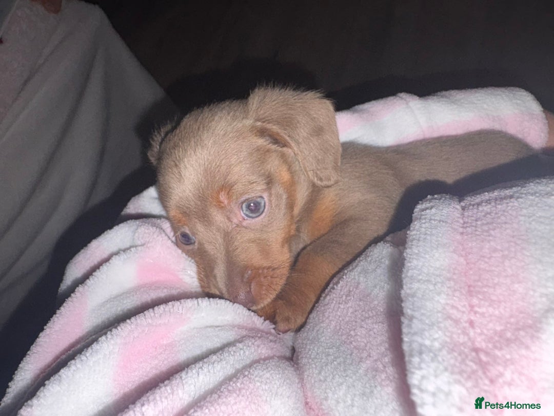 Dachshund dogs for sale: Miniature dachshund  - Advert 2