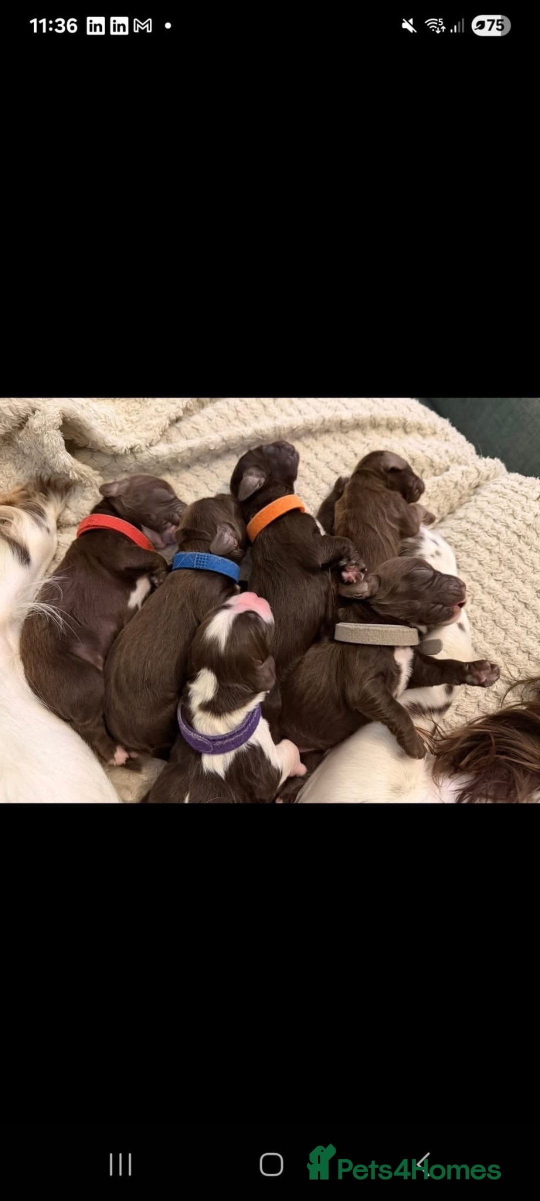 Cocker Spaniel dogs for sale: Working cocker spaniel puppies - Image 7