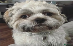 Shih Tzu dogs for stud: Shih Tzu FOR STUD ONLY - Image 9