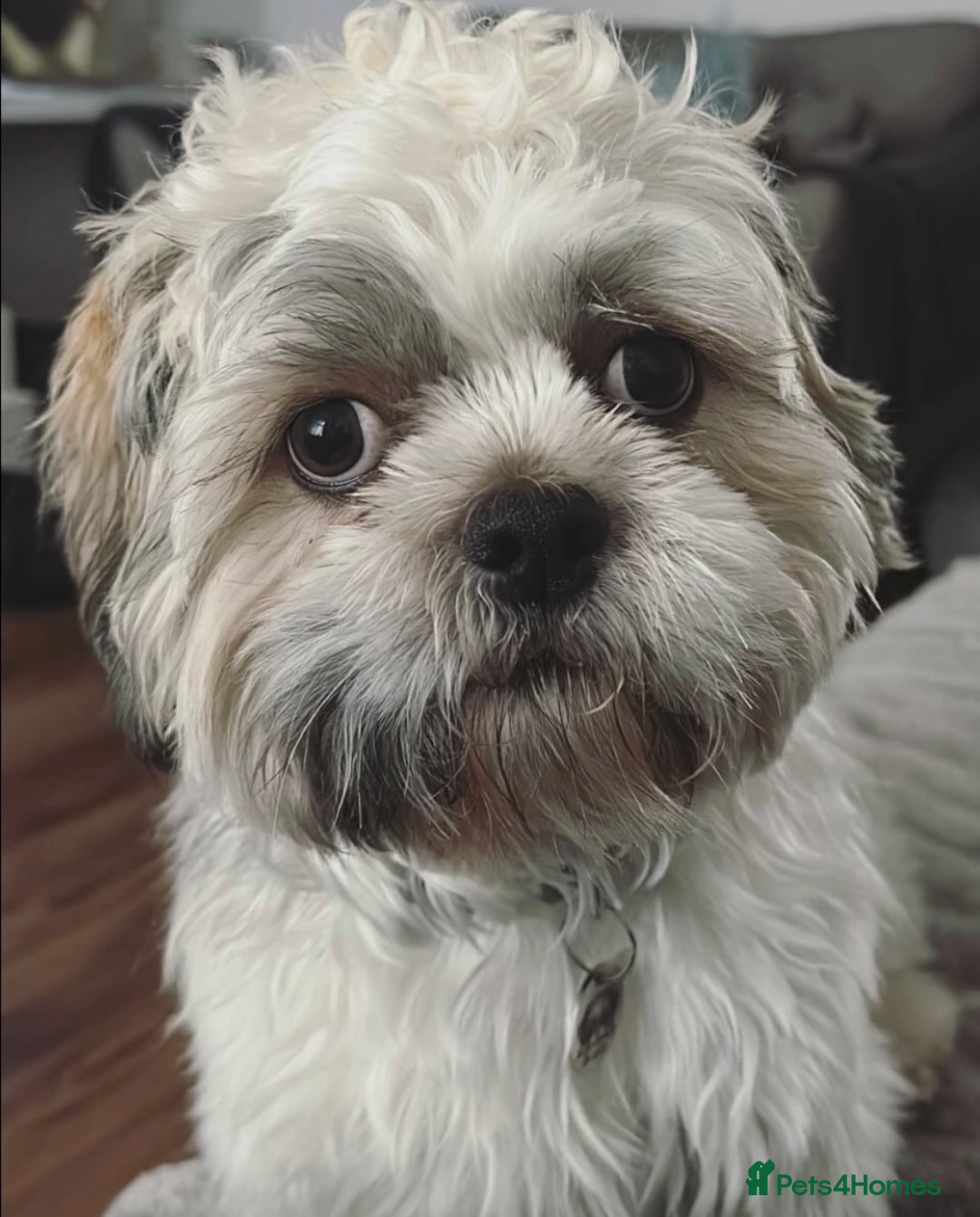 Shih Tzu dogs for stud: Shih Tzu FOR STUD ONLY - Image 9