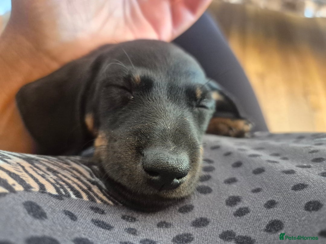 Miniature Dachshund dogs for sale: Adorable Minature Daschunds  - Image 4