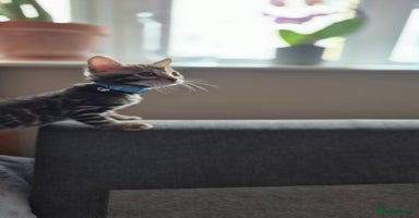 Bengal cats - Advert 12