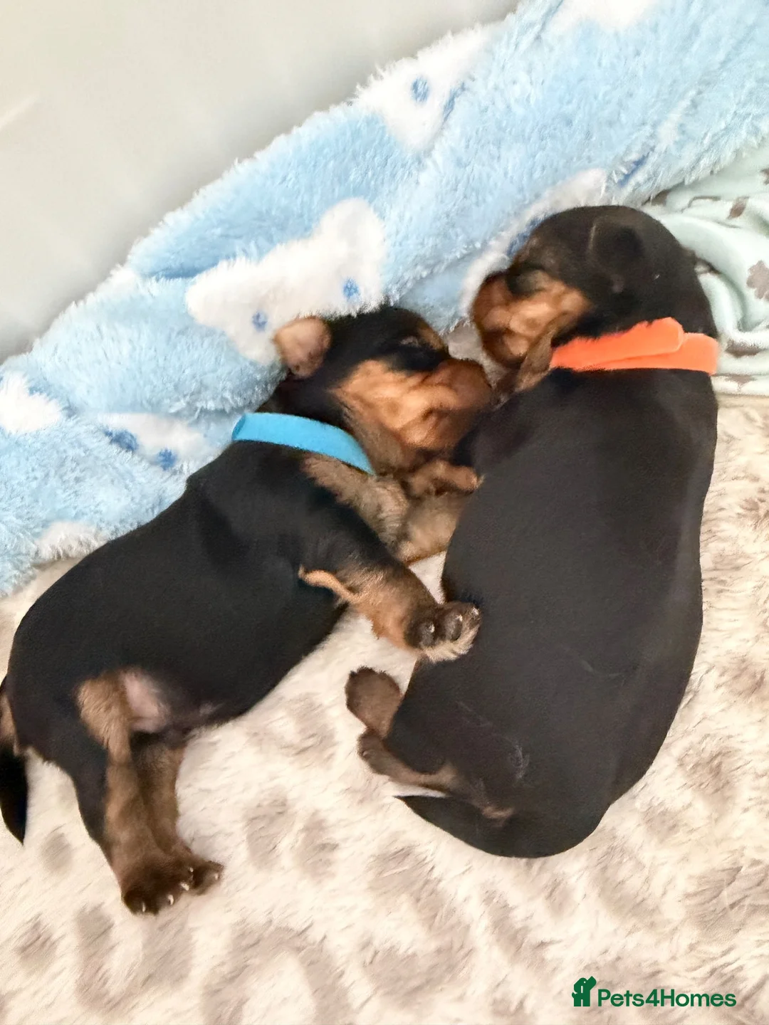 Yorkshire Terrier dogs for sale: Yorkshire terrier puppy’s available  - Advert 2