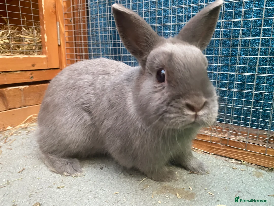 Netherland Dwarf rabbits for sale: Blue Netherland Dwarf Bunny in Littlehampton - Advert 2