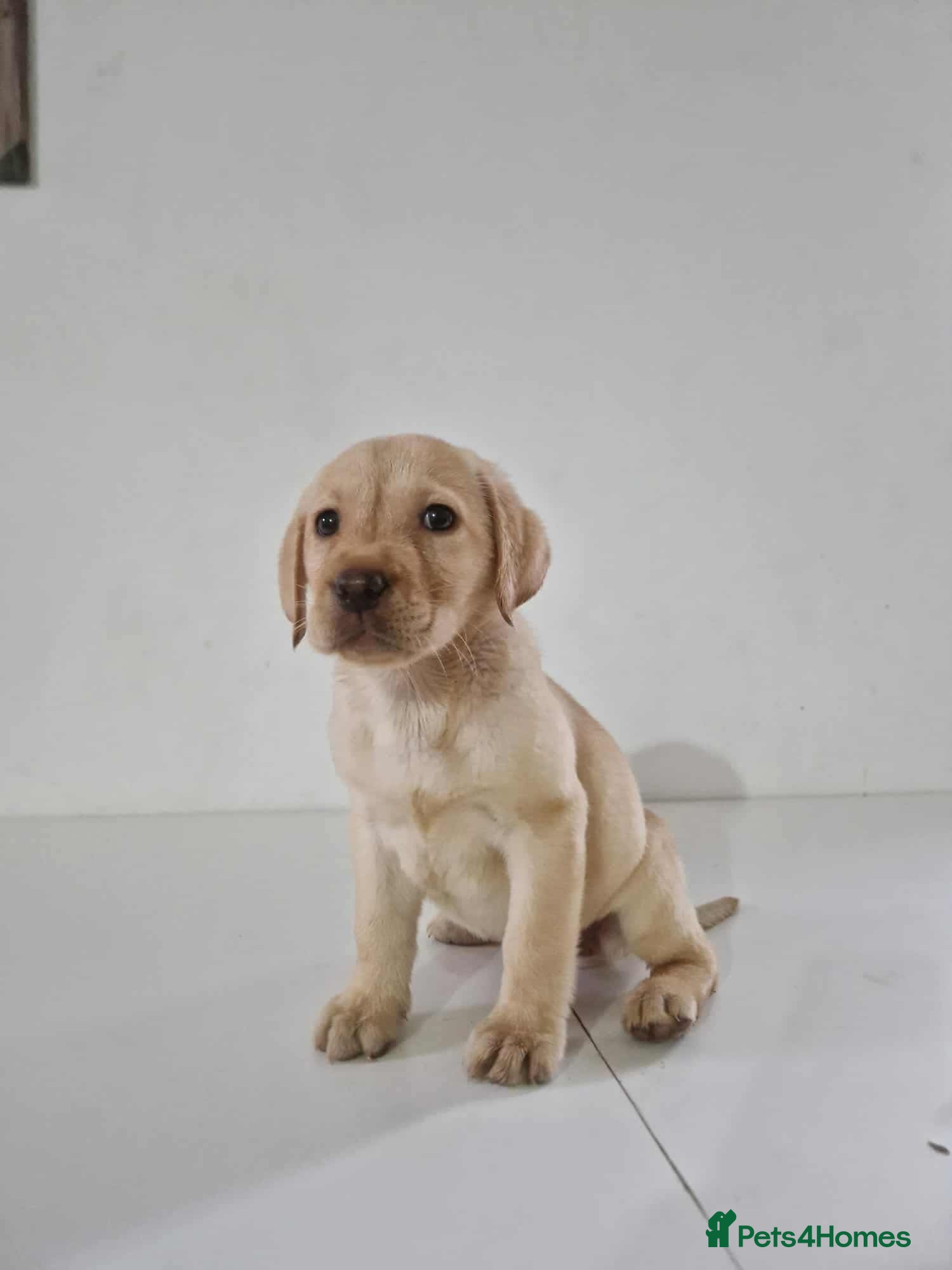 Labrador Retriever dogs Labrador Puppies - Advert 13