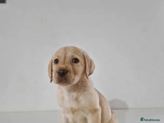 Labrador Retriever dogs Labrador Puppies - Advert 14