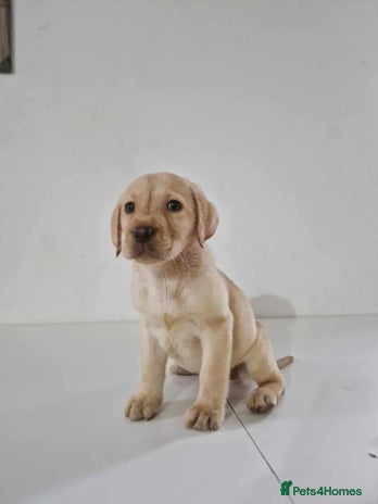 Labrador Retriever dogs - Advert 1