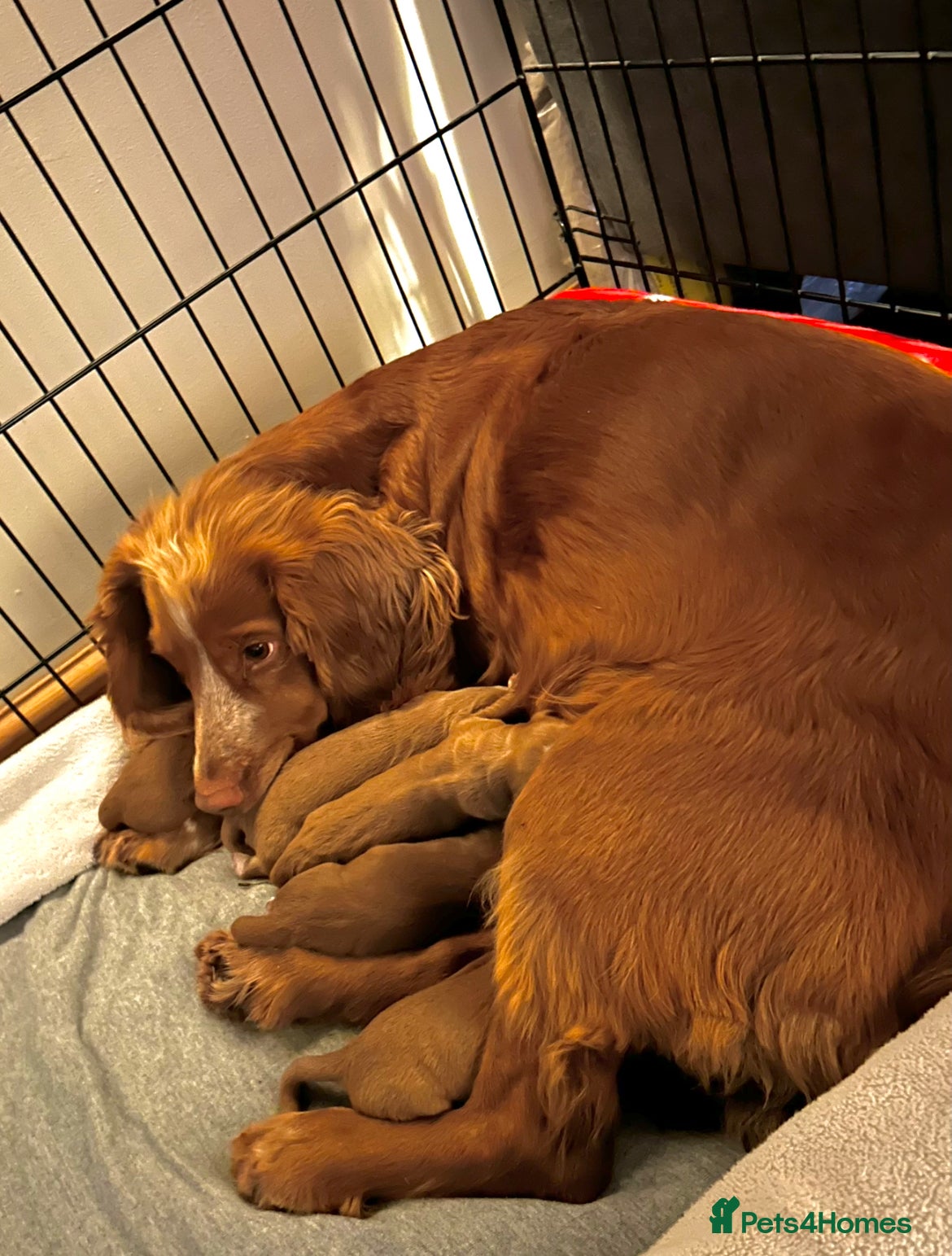 Cocker Spaniel dogs for sale: ✨Gorgeous Golden Working Cocker Girls Ready Soon!✨ - Advert 9