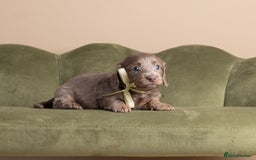 Miniature Dachshund dogs for sale: Miniature ( kaninchen) Long-Haired Dachshund  - Image 7