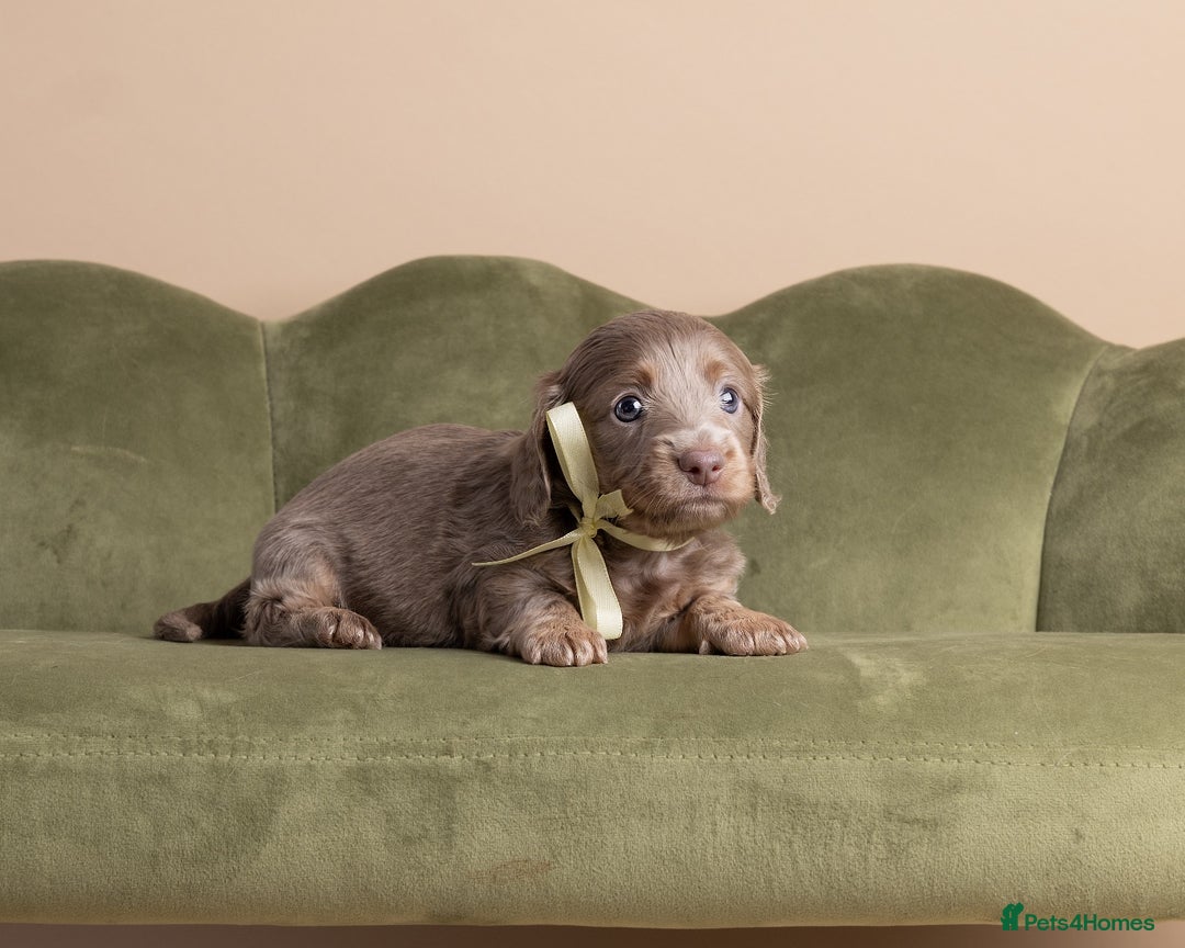 Miniature Dachshund dogs for sale: Miniature ( kaninchen) Long-Haired Dachshund  - Image 7
