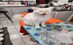 Ragdoll cats for sale: Beautiful Ragdoll Kittens  - Image 34