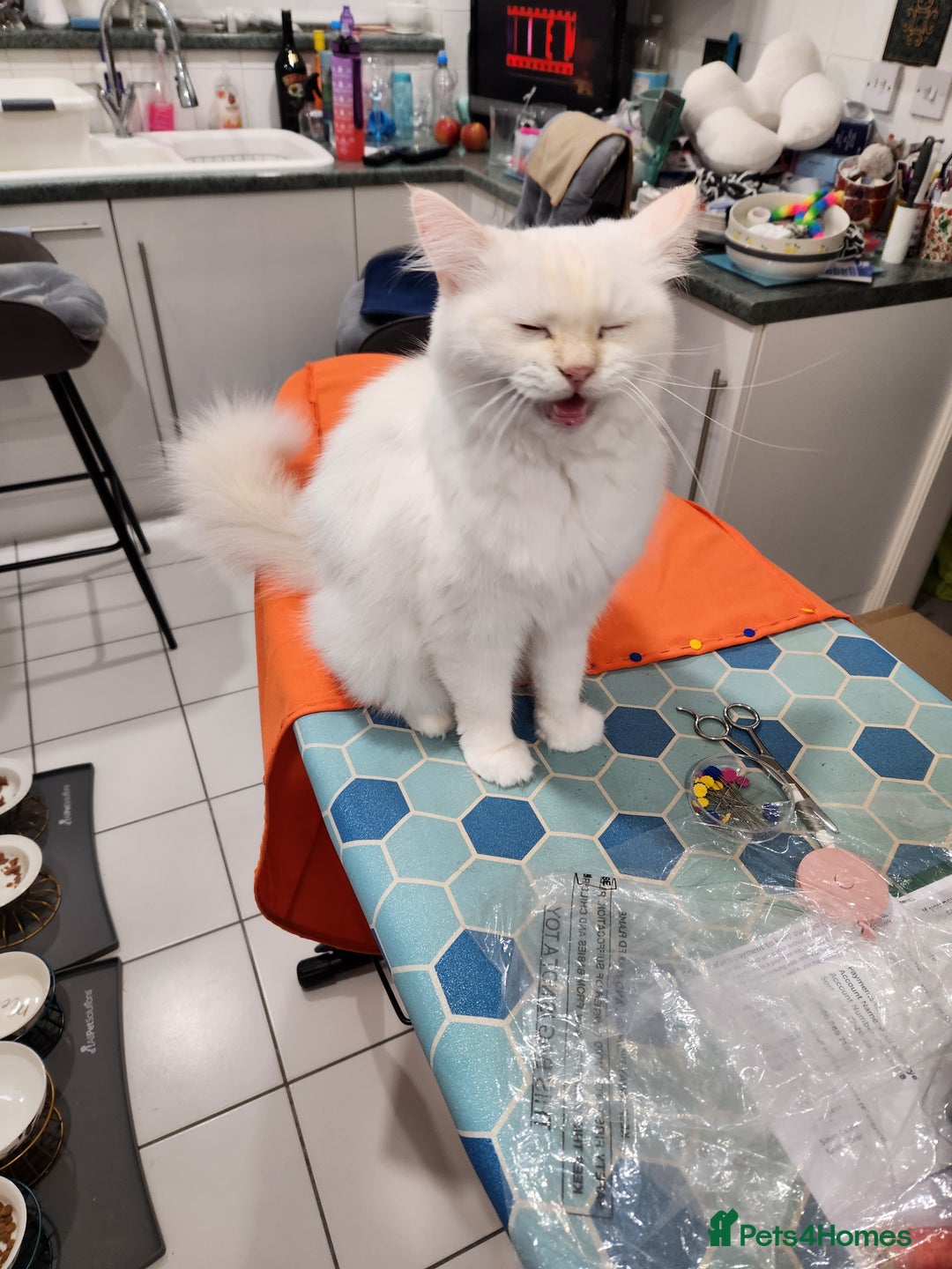 Ragdoll cats for sale: Beautiful Ragdoll Kittens  - Image 34