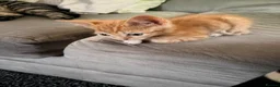 Mixed Breed cats for sale: Beautiful male kitten  - Advert 4