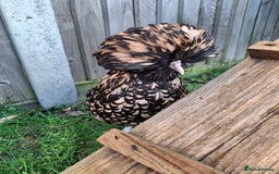 Chickens poultry for sale: 5 Bantam hens avaliable. 2 Polish and 3 Pekin POL - Image 2