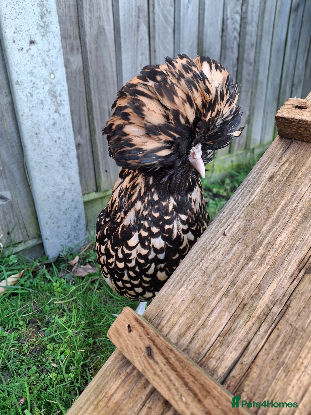 Chickens poultry for sale: 5 Bantam hens avaliable. 2 Polish and 3 Pekin POL - Image 2