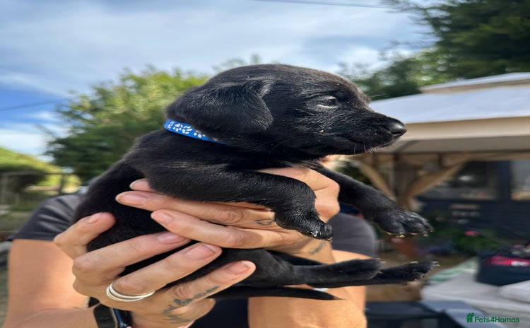 Labrador Retriever dogs - Advert 1