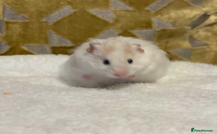 Hamster rodents - Advert 16