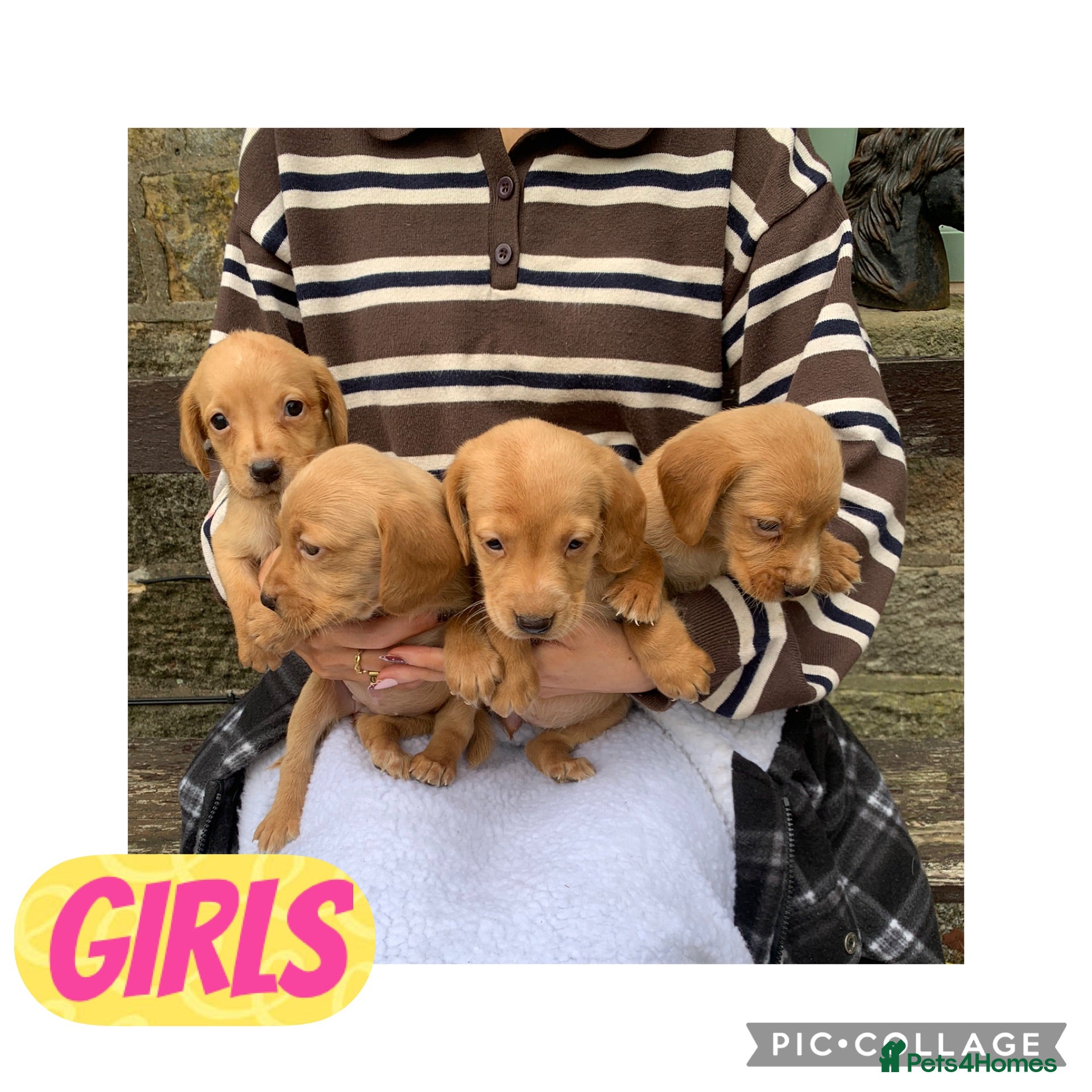Cockerdor dogs Fox red Cockerdor pups 🐶 - Advert 1